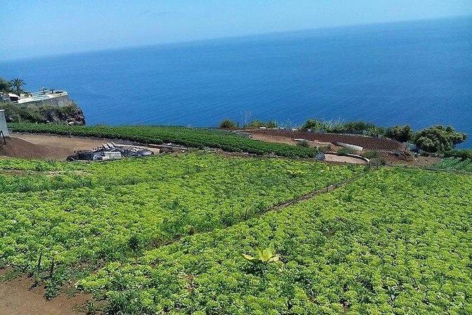 Agriculture Green Tour - Rum factory tasting plus honey cake: where locals taste the product