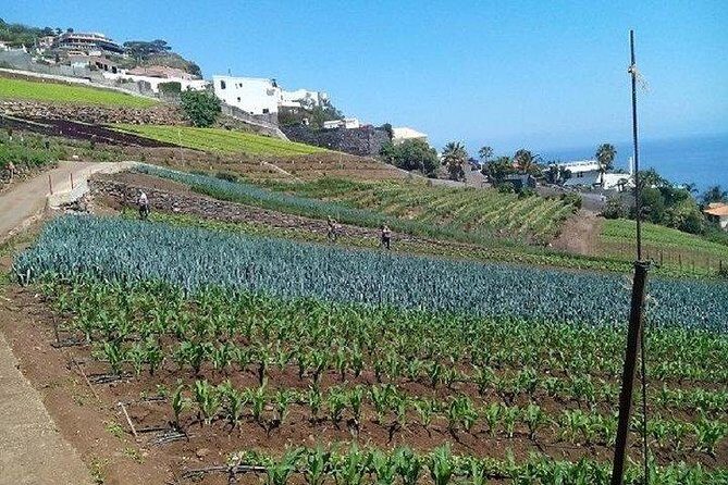 Agriculture Green Tour - Stop by stop: banana farms and the island’s supply chain at work