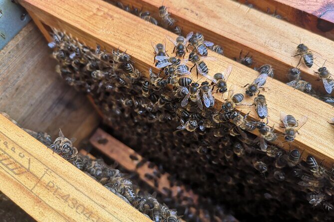 Amazing experience with Bees, honey and Pollen in Madeira Island - From Santo António da Serra to the Hive: The 4-Hour Flow