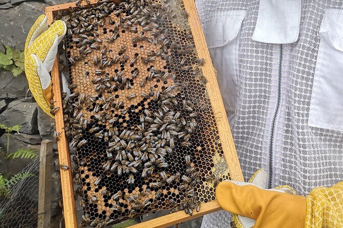 Amazing experience with Bees, honey and Pollen in Madeira Island - Handling Honey Frames and Watching Bee Behavior Up Close