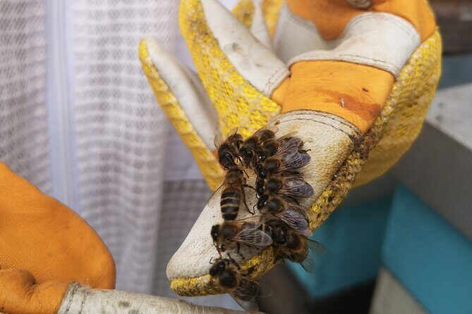 Amazing experience with Bees, honey and Pollen in Madeira Island - Hosts Marcia and Helder: Enthusiasm That Actually Helps