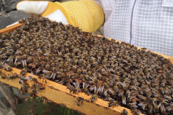Amazing experience with Bees, honey and Pollen in Madeira Island - Price and Value: What You Get for $138.58