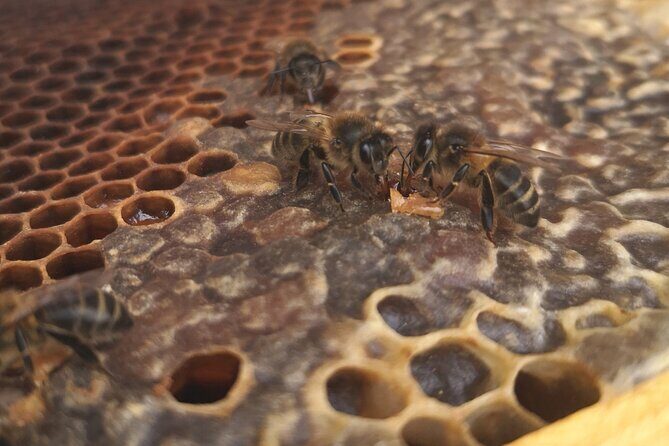 Amazing experience with Bees, honey and Pollen in Madeira Island - Spotting the Queen Bee and Understanding Roles