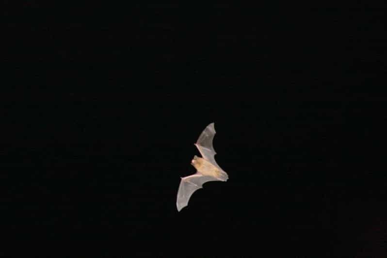 Bat Watching Madeira - Why Madeira’s bats are worth chasing after dark