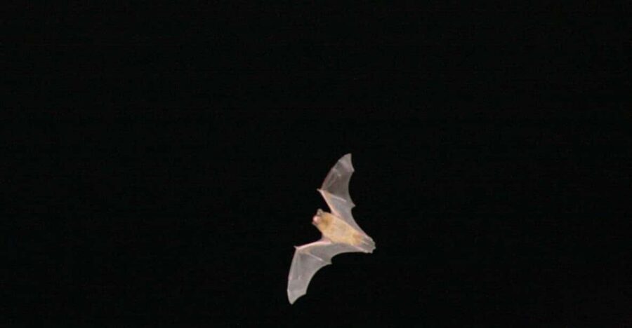 Bat Watching Madeira - Turning into a bat scientist with ultrasound detectors