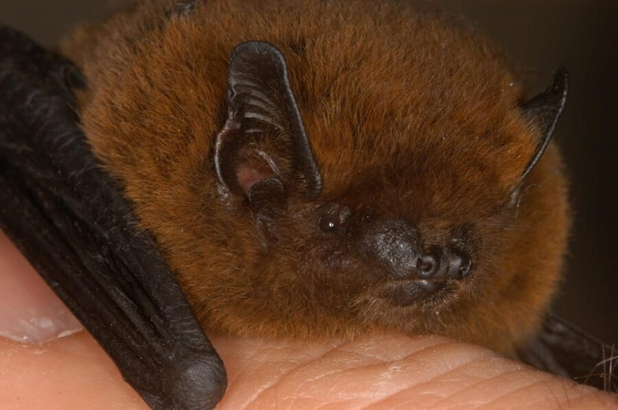 Bat Watching Madeira - What to bring (and what to avoid) for a better bat night