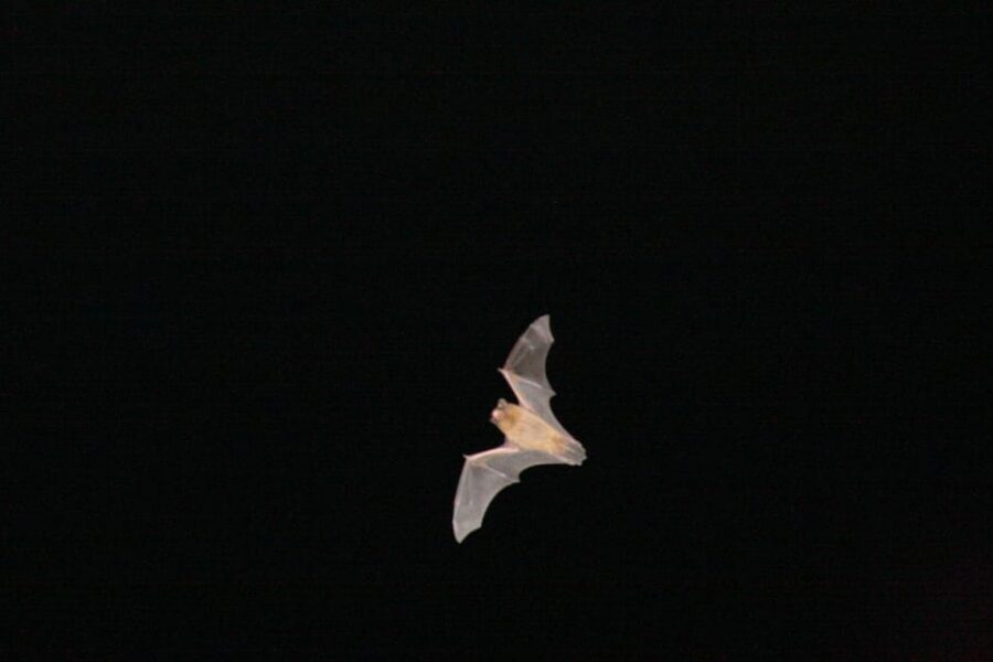 Bat Watching Madeira - What happens during the 3-hour bat hunt