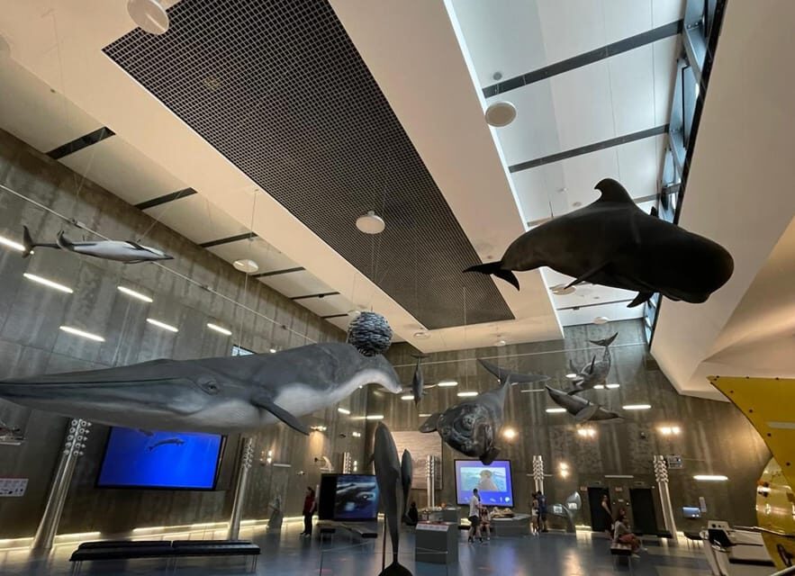 Caniçal : Madeira Whale Museum Entry ticket - Key things to know before you go