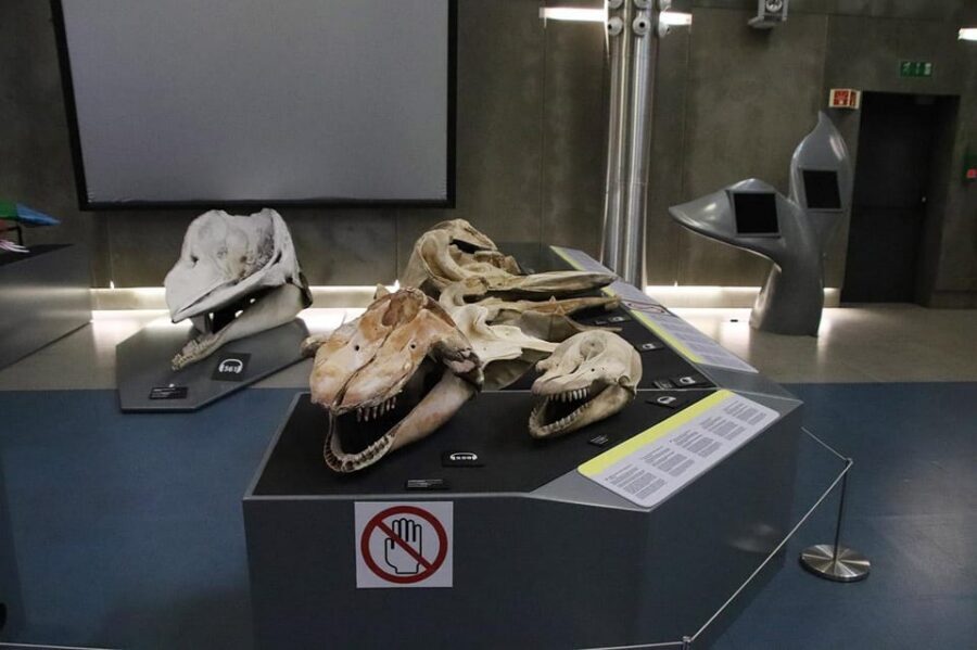 Caniçal : Madeira Whale Museum Entry ticket - Who should book this museum ticket?