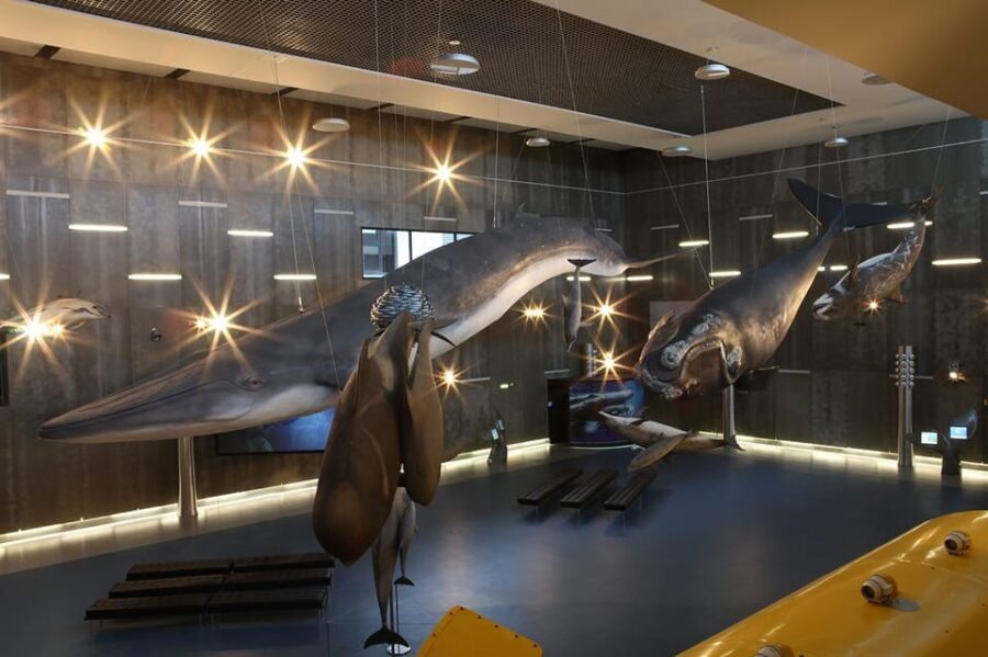 Caniçal : Madeira Whale Museum Entry ticket - Life-size whale models and 3D films: the part that makes it click