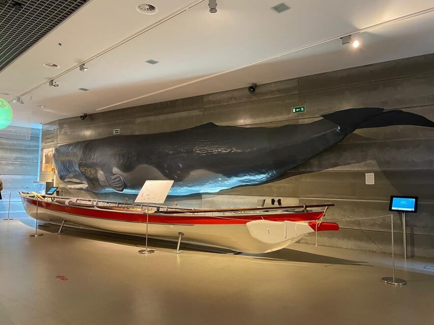 Caniçal : Madeira Whale Museum Entry ticket - Temporary exhibition: why it’s worth showing up even if you’ve read about it