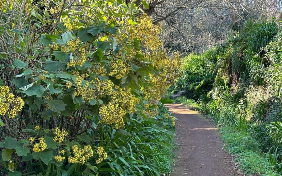 Discover the Paradise Valley - a quick escape for Everyone - The 5.5 km Easy-Flat Walk Through Laurissilva