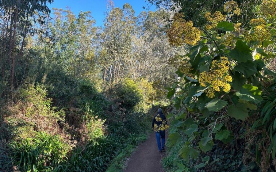 Discover the Paradise Valley - a quick escape for Everyone - What You’ll Notice in the Forest: Endemic Plants and Animal Clues
