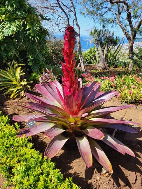 East Side of Madeira – Elegant Alternative to 4x4 Adventures - Seven hours, picked up in Funchal, and kept comfortable with electric power