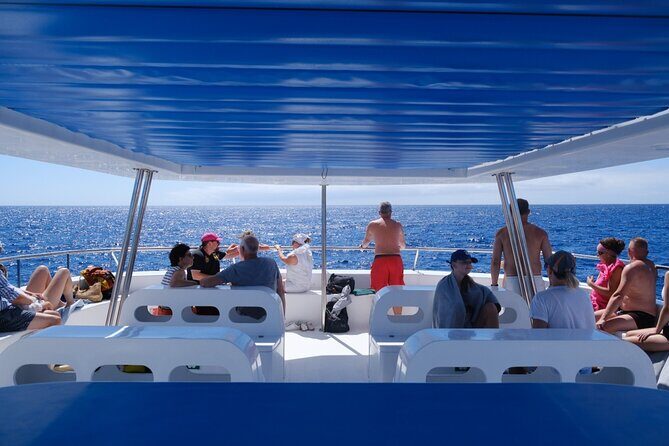 Eco-Friendly Catamaran Dolphin and Whale Watching - Key highlights to know before you go