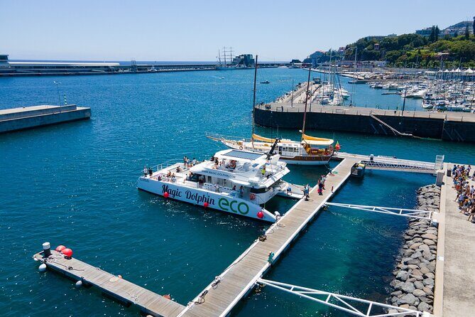 Eco-Friendly Catamaran Dolphin and Whale Watching - The Eco Catamaran Experience: Comfort, Cleanliness, and Onboard Bar