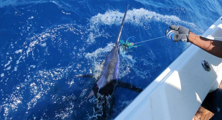 From Funchal : Big Game Fishing boat trip - Key Highlights You’ll Actually Care About