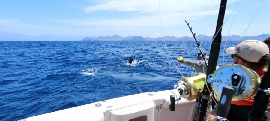 From Funchal : Big Game Fishing boat trip - How the Day Flows: Starting at Avenida do Mar 9000 and Working Offshore
