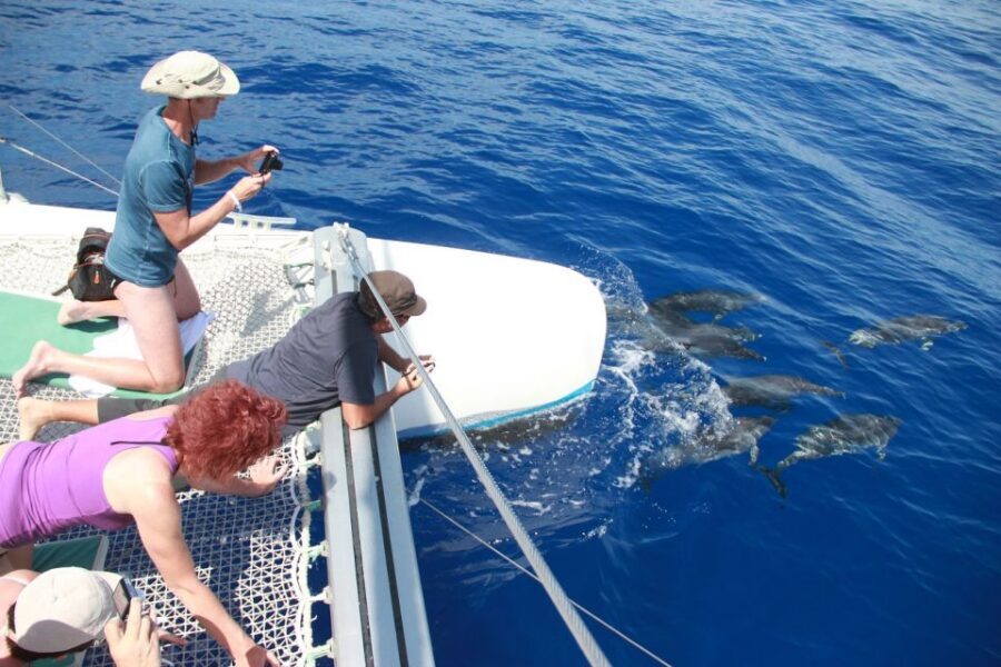 From Funchal: Madeira Dolphin and Whale Watching Tour - Who should book this tour, and who might not love it