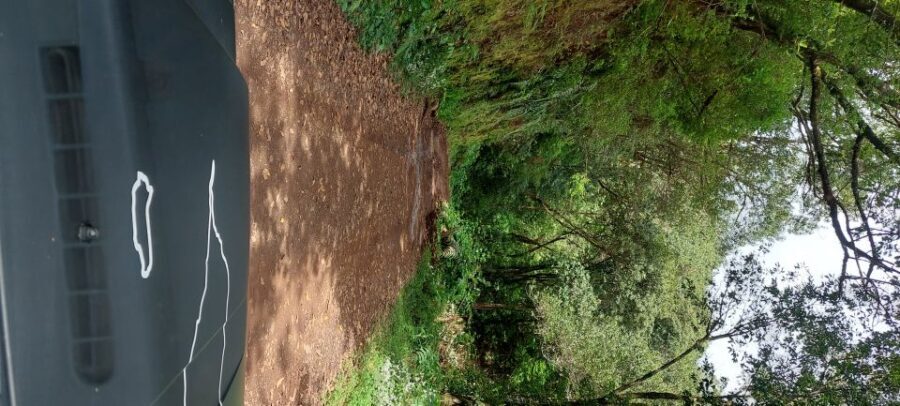 From Funchal: Pico Do Arieiro and Santana Full-Day 4x4 Tour - Ribeiro Frio and Cruzinhas: Laurissilva Forest time, not a checklist stop