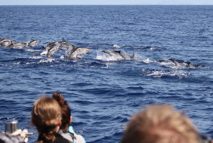 From Funchal: Whales and Dolphin Adventure Tour - Should You Book This Whale and Dolphin Adventure from Funchal?
