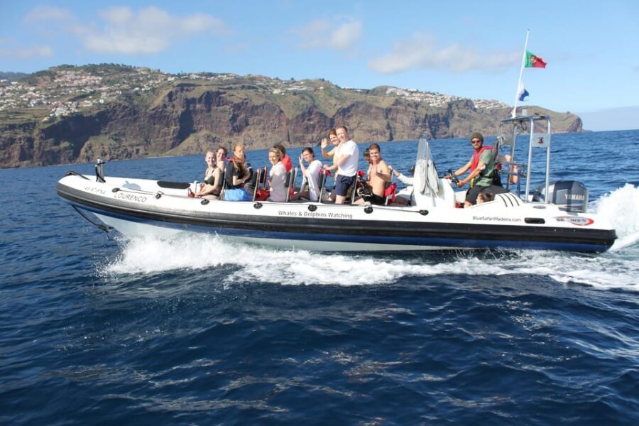 From Funchal: Whales and Dolphin Adventure Tour - Guides, Science, and Respectful Animal Rules
