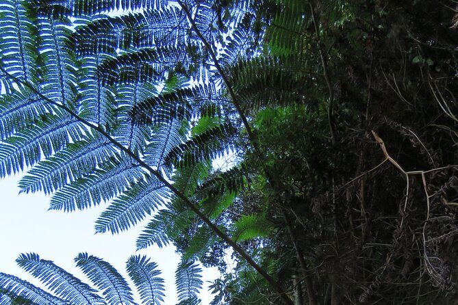 Full Day Private 4x4 Adventure in Madeira - Jardim da Serra Wine Country and Santo da Serra Gardens