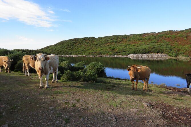 Full Day Tour in 4x4 Jeep to Porto Moniz and Fanal - Ponta do Sol and Tabua: Sun-Coast Views Without the Hassle