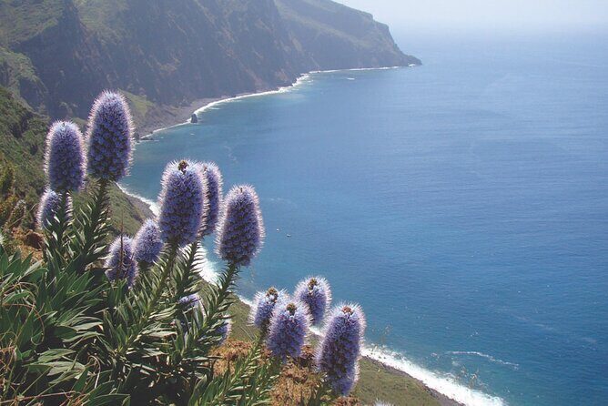 Full Day Tour of the West Zone of Madeira - Stop 3: Câmara de Lobos and the Fishing Boats (Free Time to Wander)