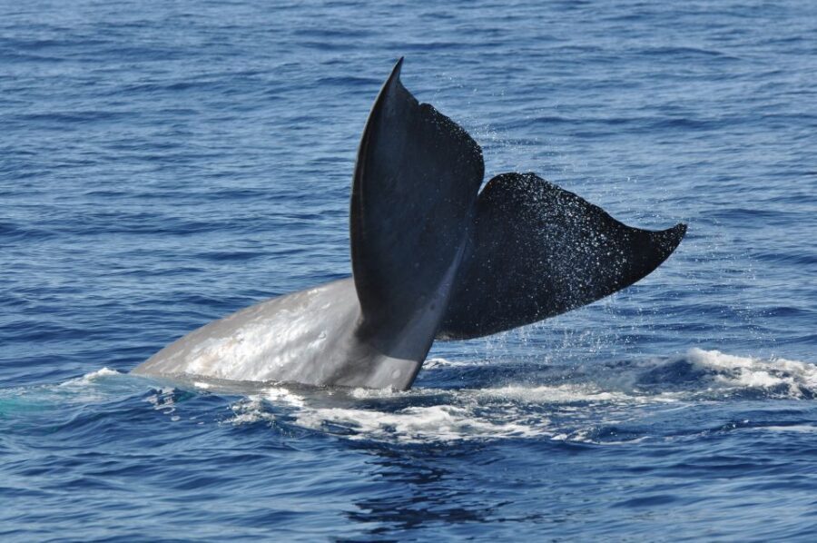 Funchal: Dolphin and Whale Watching Catamaran Cruise - Cabo Girão promontory waters: sea viewing, swim time, and what snorkeling is really for