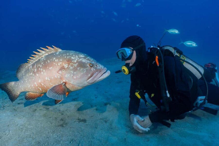 Funchal: Garajau national park - certified divers - Key things to know before you go