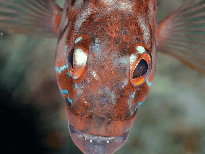 Funchal: Garajau national park - certified divers - Praia do Garajau underwater time: the grouper encounter plan