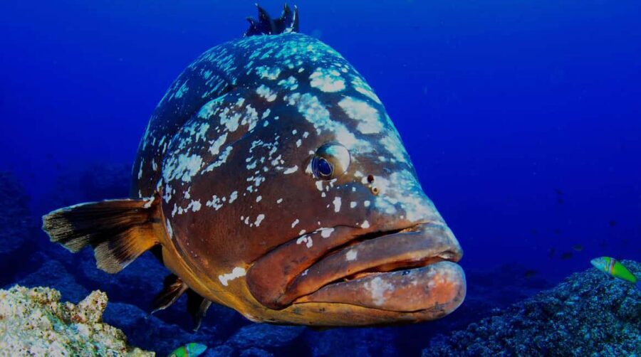 Funchal: Garajau national park - certified divers - Gear checklist that makes your session smoother