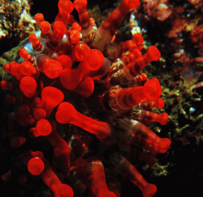 Funchal: Garajau national park - certified divers - Who should book this Garajau boat session (and who shouldn’t)