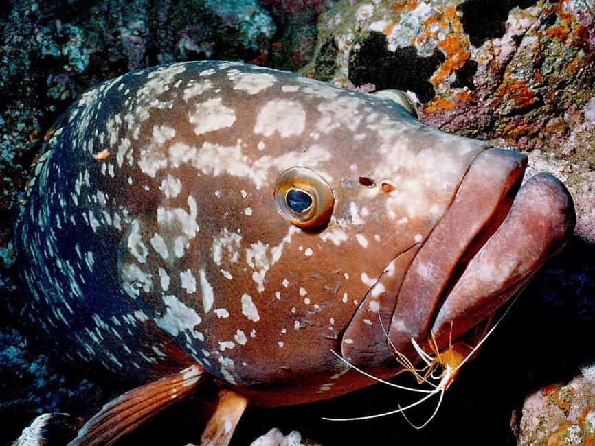 Funchal: Garajau national park - certified divers - Meeting at Pestana Carlton: the sea-level start that saves time