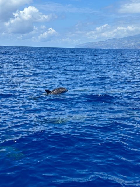 Funchal: Guarantee Wild Dolphin&Whale Watching by RIB - Who this tour is best for (and who may want a different Madeira plan)