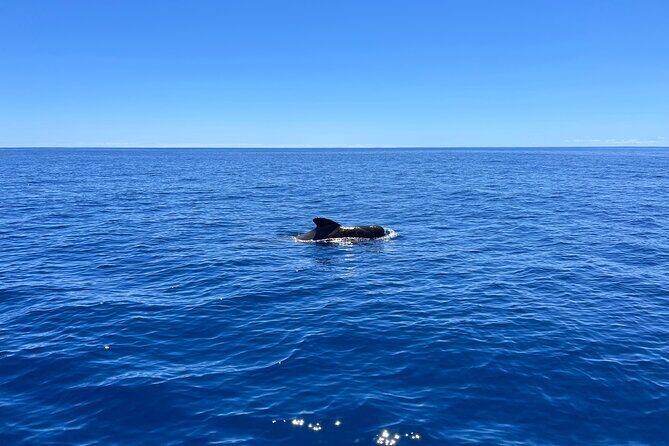 Funchal: Half and Full Day Private Sailboat Tour - Secluded bays and private beaches only reachable by sea