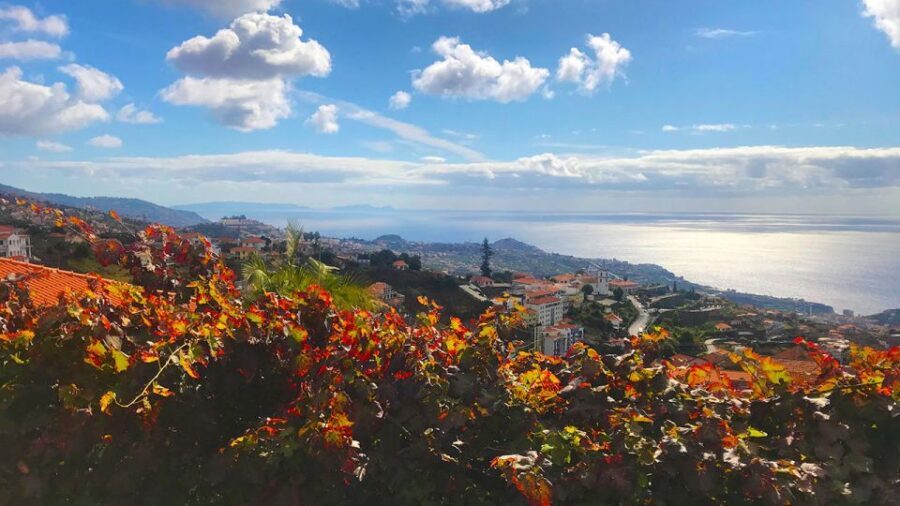 Funchal: Northern Levada Walking Tour - Why This Northern Levada Feels Milder Than Other Madeira Walks