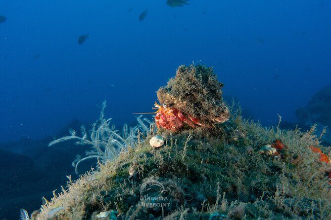 Funchal: Scuba Diving Experience for Beginners - Weather and water conditions: the factor you can’t ignore