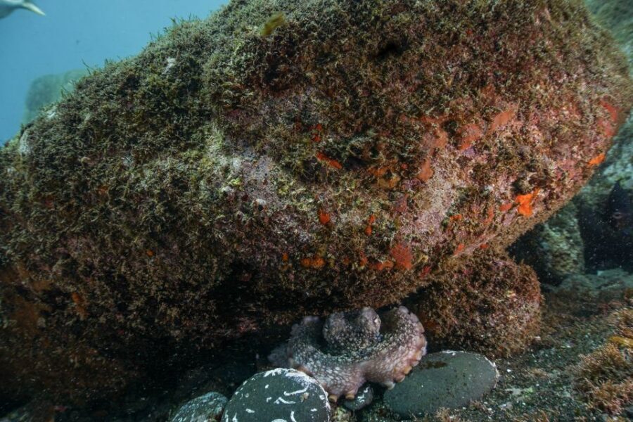 Funchal: Scuba Diving Experience for Beginners - Price and value: what $53 buys you in Funchal
