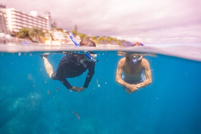 Funchal: Snorkeling Adventure in Eco-Park / Shore or by Boat - Boat option in the protected marine reserve: more fish time and bigger views