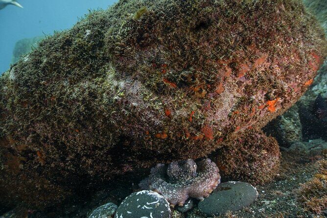 Funchal: Snorkeling Adventure in Eco-Park / Shore or by Boat - Equipment and comfort: included gear, plus the small details that matter