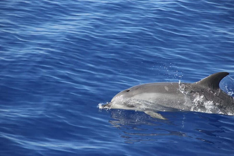Funchal:Hop-on Hop-off Bus & Whale & Dolphin boat Excursion - Should You Book This Madeira Bus + Boat Pass?