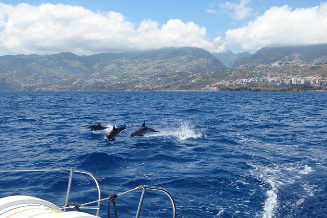 Half-day Catamaran Trip from Funchal - Who should book this catamaran trip from Funchal