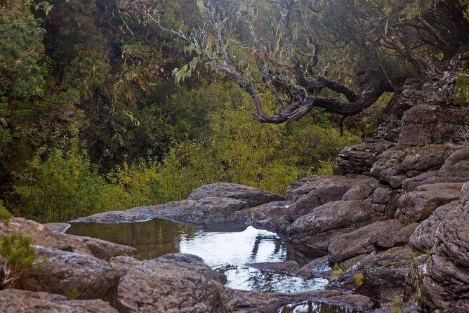 Levada do Alecrim - Rosemary Levada (Full Day Walk) - 9:00am pickup in Funchal: start the day without friction