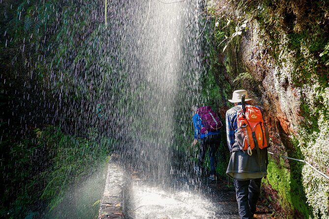 Levada do Rei (PR18) - Through Madeira's Majestic Laurissilva - Entering Madeira’s Laurissilva: what you’re actually walking through