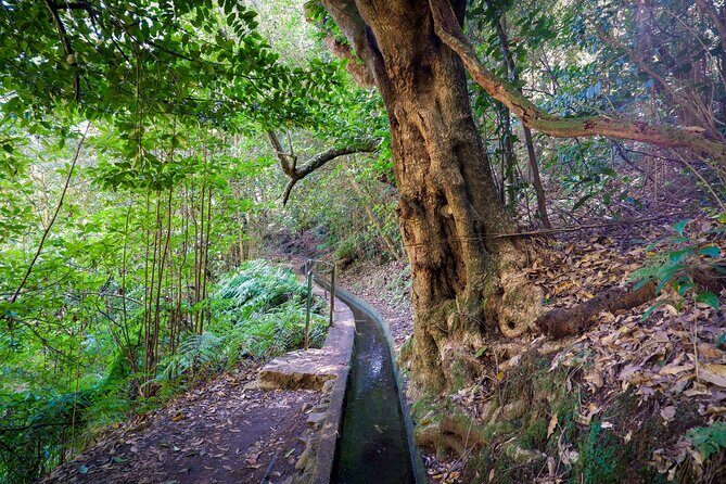 Levada do Rei (PR18) - Through Madeira's Majestic Laurissilva - Price and value: is $52.85 worth it?