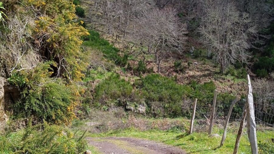 Madeira all day jeep nature tours. - Price and value: why $68 can make sense here