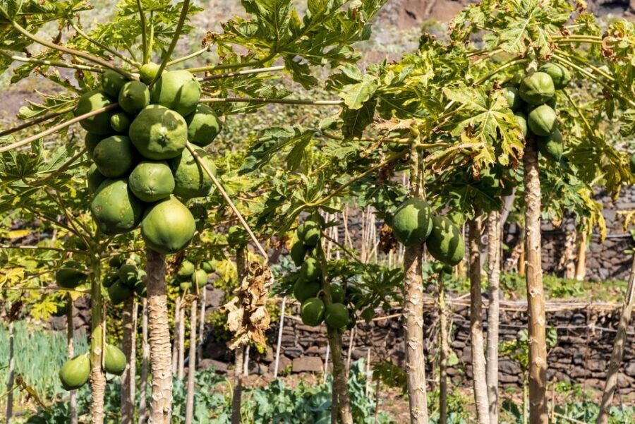 Madeira: Faja dos Padres Private Sightseeing Tour - Key points before you go