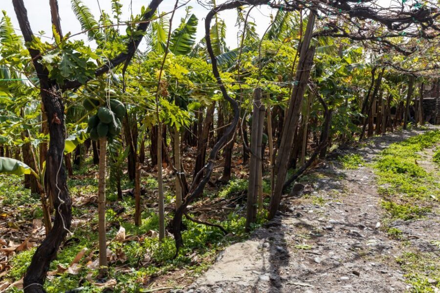 Madeira: Faja dos Padres Private Sightseeing Tour - Who should book this private Fajã dos Padres tour?